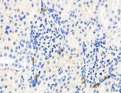 Invitrogen Phospho-MYL2 (Ser15) Polyclonal Antibody 100 &mu;L; Unconjugated:Antibodies,