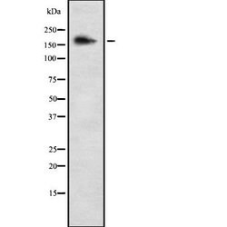Invitrogen COL5A3 Polyclonal Antibody 100 &mu;L; Unconjugated:Antibodies,