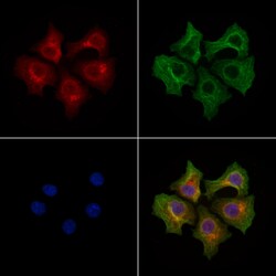 Invitrogen TMBIM4 Polyclonal Antibody 100 &mu;L; Unconjugated:Antibodies,
