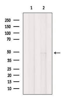 Invitrogen LUC7L2 Polyclonal Antibody 100 &mu;L; Unconjugated:Antibodies,