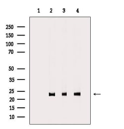 Invitrogen MRPL48 Polyclonal Antibody 100 &mu;L | Buy Online | Invitrogen&trade; | Fisher Scientific