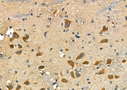 Invitrogen NCLN Polyclonal Antibody 100 &mu;L; Unconjugated:Antibodies,