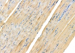 Invitrogen NCLN Polyclonal Antibody 100 &mu;L; Unconjugated:Antibodies,