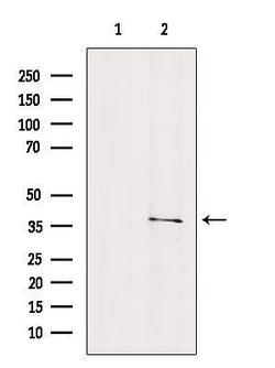 Invitrogen OR2C3 Polyclonal Antibody 100 &mu;L; Unconjugated:Antibodies,