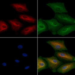 Invitrogen RAB11FIP4 Polyclonal Antibody 100 &mu;L; Unconjugated:Antibodies,