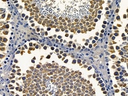 Invitrogen RAB11FIP4 Polyclonal Antibody 100 &mu;L; Unconjugated:Antibodies,