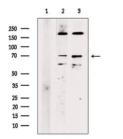Invitrogen RAB11FIP4 Polyclonal Antibody 100 &mu;L; Unconjugated:Antibodies,