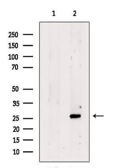 Invitrogen SCAND1 Polyclonal Antibody 100 &mu;L; Unconjugated:Antibodies,
