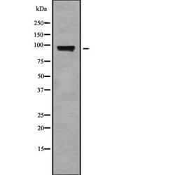 Invitrogen ELP2 Polyclonal Antibody 100 &mu;L; Unconjugated:Antibodies,