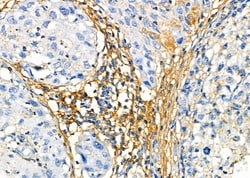 Invitrogen VN1R3 Polyclonal Antibody 100 &mu;L; Unconjugated:Antibodies,