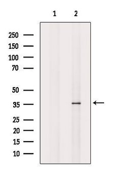 Invitrogen VN1R3 Polyclonal Antibody 100 &mu;L; Unconjugated:Antibodies,