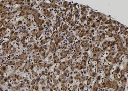 Invitrogen MAGEA12 Polyclonal Antibody 100 &mu;L; Unconjugated:Antibodies,