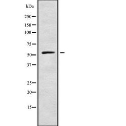Invitrogen Adenylate Kinase 8 Polyclonal Antibody 100 &mu;L; Unconjugated:Antibodies,