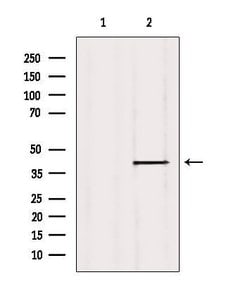 Invitrogen ISG20L2 Polyclonal Antibody 100 &mu;L; Unconjugated:Antibodies,