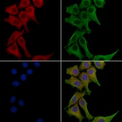Invitrogen&trade;&nbsp;CEACAM8 Polyclonal Antibody