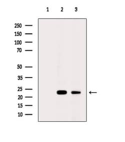 Invitrogen CDO1 Polyclonal Antibody 100 &mu;L; Unconjugated:Antibodies,