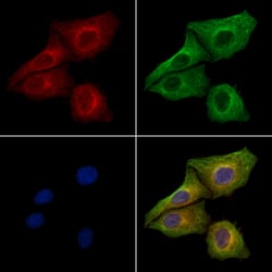 Invitrogen MFGE8 (Lactadherin) Polyclonal Antibody 100 &mu;L; Unconjugated:Antibodies,