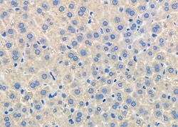 Invitrogen HTR3D Polyclonal Antibody 100 &mu;L; Unconjugated:Antibodies,