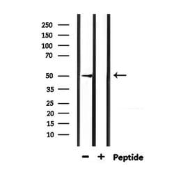 Invitrogen HTR3D Polyclonal Antibody 100 &mu;L; Unconjugated:Antibodies,