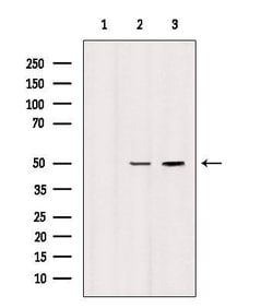 Invitrogen HTR3D Polyclonal Antibody 100 &mu;L; Unconjugated:Antibodies,