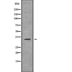 Invitrogen OR2B6 Polyclonal Antibody 100 &mu;L; Unconjugated:Antibodies,