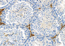 Invitrogen TAS2R50 Polyclonal Antibody 100 μL; Unconjugated:Antibodies,