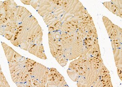 Invitrogen TAS2R50 Polyclonal Antibody 100 μL; Unconjugated:Antibodies,