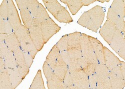 Invitrogen TAS2R50 Polyclonal Antibody 100 μL; Unconjugated:Antibodies,