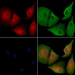 Invitrogen OR52R1 Polyclonal Antibody 100 &mu;L; Unconjugated:Antibodies,
