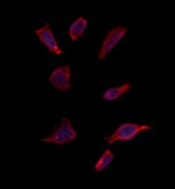 Invitrogen OR52R1 Polyclonal Antibody 100 &mu;L; Unconjugated:Antibodies,