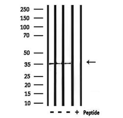 Invitrogen OR52R1 Polyclonal Antibody 100 &mu;L; Unconjugated:Antibodies,