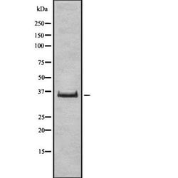 Invitrogen TAS2R41 Polyclonal Antibody 100 &mu;L | Buy Online | Invitrogen&trade; | Fisher Scientific
