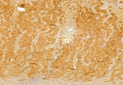 Invitrogen BBS5 Polyclonal Antibody 100 &mu;L; Unconjugated:Antibodies,