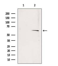 Invitrogen SQLE Polyclonal Antibody 100 &mu;L; Unconjugated:Antibodies,