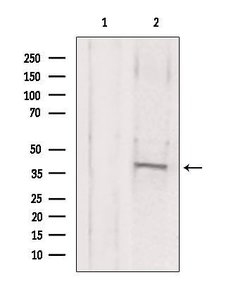 Invitrogen MAT2B Polyclonal Antibody 100 &mu;L; Unconjugated:Antibodies,