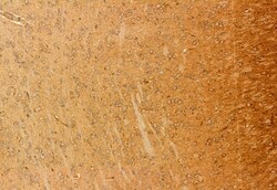 Invitrogen Centrin 1 Polyclonal Antibody 100 &mu;L; Unconjugated:Antibodies,