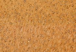 Invitrogen Centrin 1 Polyclonal Antibody 100 &mu;L; Unconjugated:Antibodies,