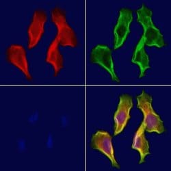 Invitrogen Centrin 1 Polyclonal Antibody 100 &mu;L; Unconjugated:Antibodies,