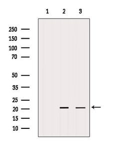 Invitrogen Centrin 1 Polyclonal Antibody 100 &mu;L; Unconjugated:Antibodies,