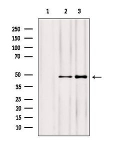 Invitrogen NOB1 Polyclonal Antibody 100 &mu;L; Unconjugated:Antibodies,