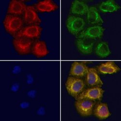 Invitrogen CXXC5 Polyclonal Antibody 100 &mu;L; Unconjugated:Antibodies,