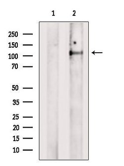 Invitrogen FAM65B Polyclonal Antibody 100 &mu;L; Unconjugated:Antibodies,