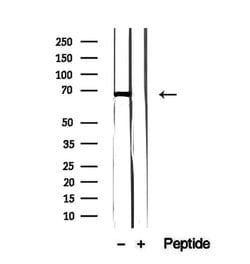 Invitrogen FAM65B Polyclonal Antibody 100 &mu;L; Unconjugated:Antibodies,