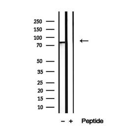 Invitrogen LETM1 Polyclonal Antibody 100 &mu;L; Unconjugated:Antibodies,