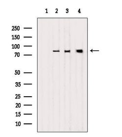 Invitrogen LETM1 Polyclonal Antibody 100 &mu;L; Unconjugated:Antibodies,