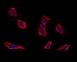 Invitrogen RIC8B Polyclonal Antibody 100 &mu;L; Unconjugated:Antibodies,
