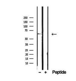 Invitrogen RIC8B Polyclonal Antibody 100 &mu;L; Unconjugated:Antibodies,