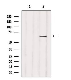 Invitrogen RIC8B Polyclonal Antibody 100 &mu;L; Unconjugated:Antibodies,
