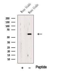 Invitrogen OSGIN1 Polyclonal Antibody 100 &mu;L; Unconjugated:Antibodies,