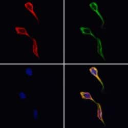 Invitrogen DNAJB12 Polyclonal Antibody 100 &mu;L; Unconjugated:Antibodies,
